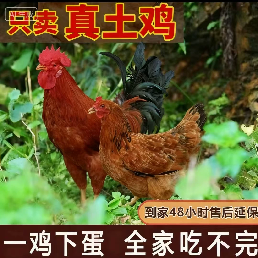 【死亡赔付】xc农家散养土鸡九斤红宠物鸡两斤发货公母可选