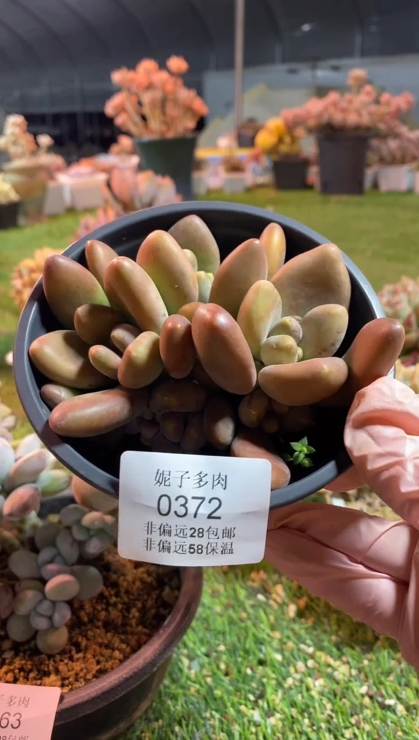 【闪购商品】0372a