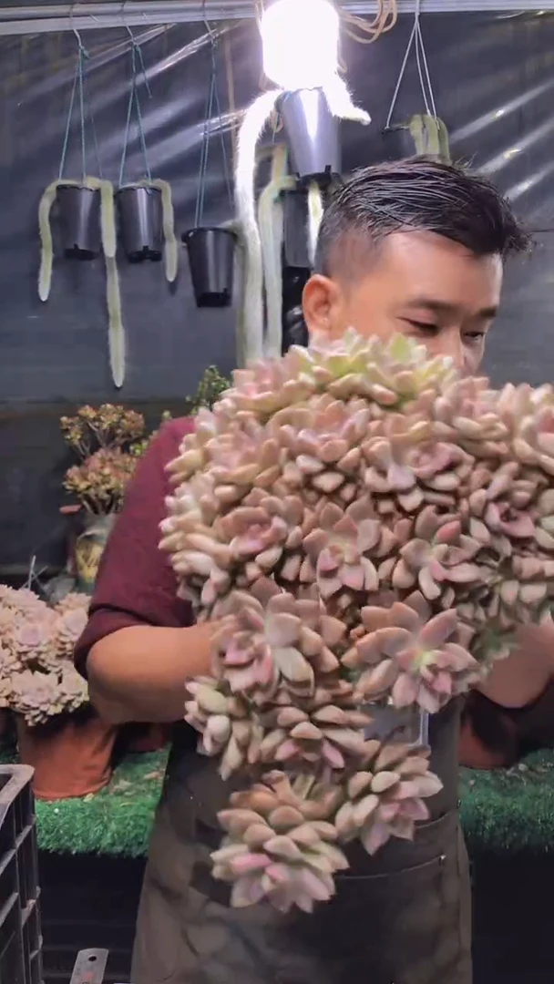 114淡雪缀化一物一拍