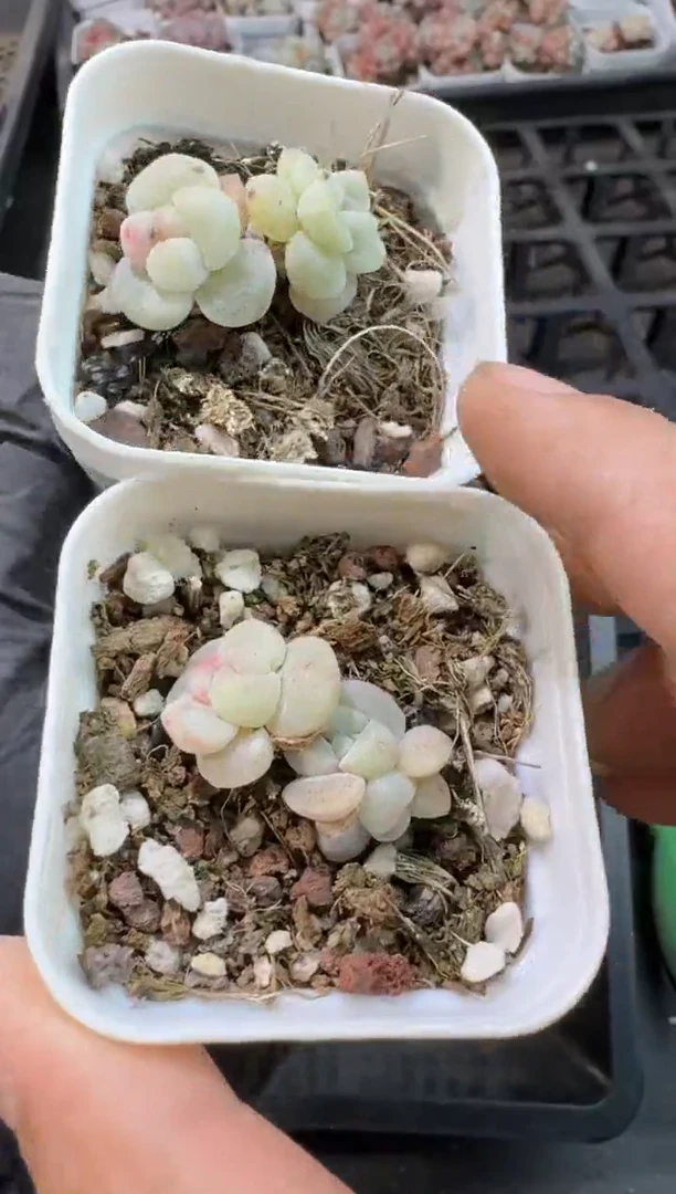 【闪购商品】144号到手1框-江北多肉