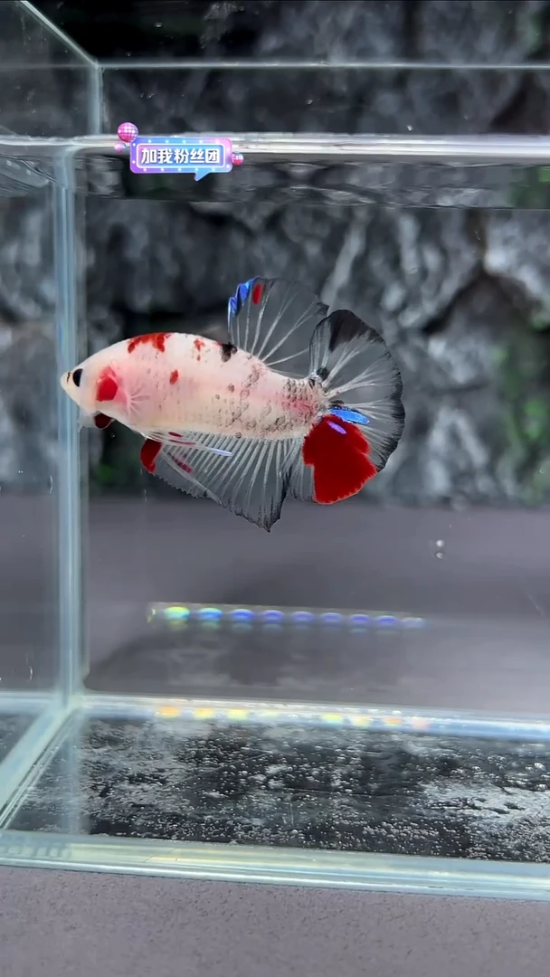 斗鱼斗鱼竞拍A023