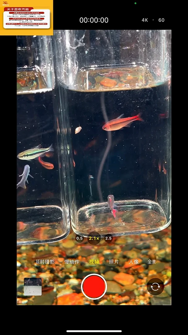 3不分公母淡水灰太狼+钴蓝+小精灵