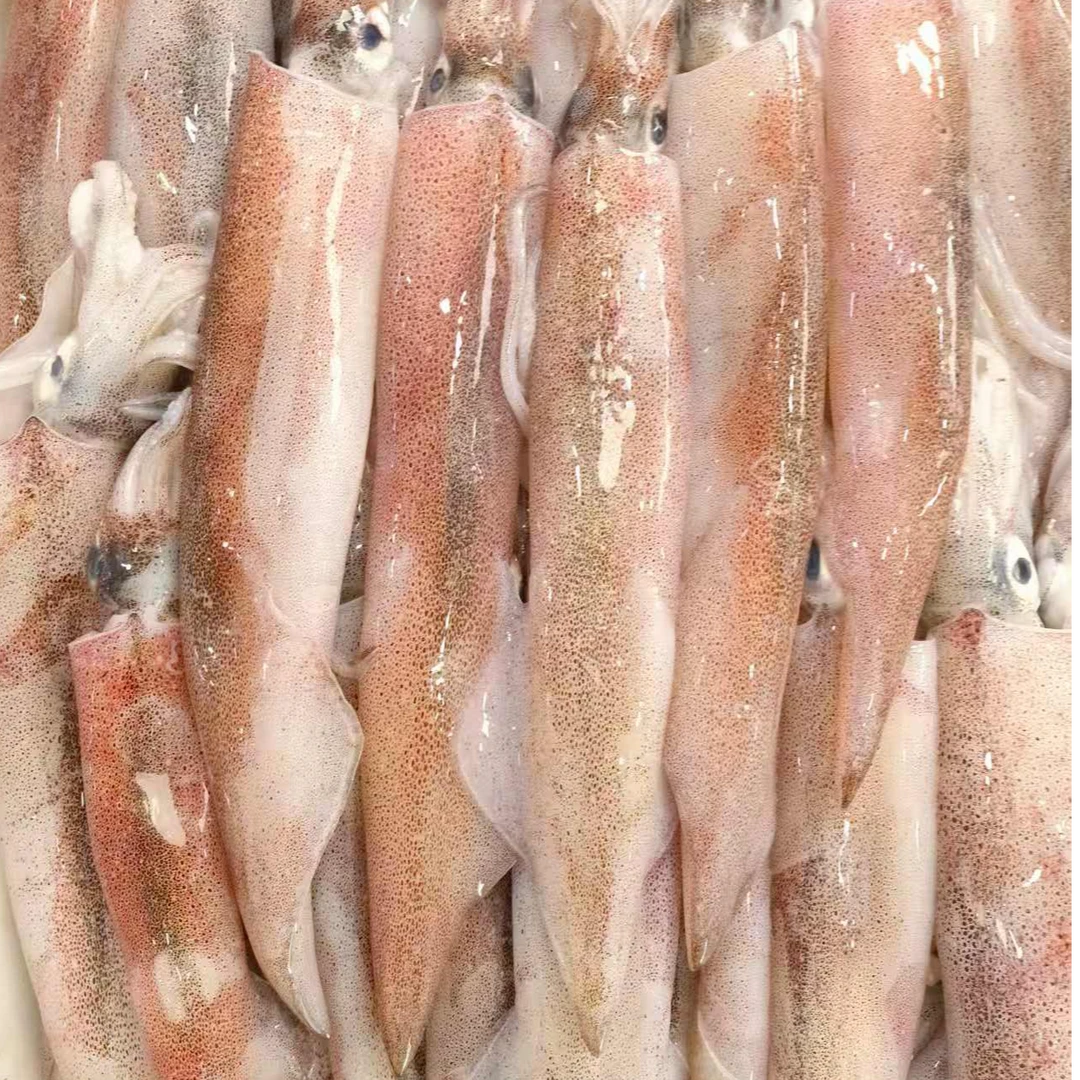 海捕辣椒管火箭管鱿鱼海鲜顺丰发货次日达