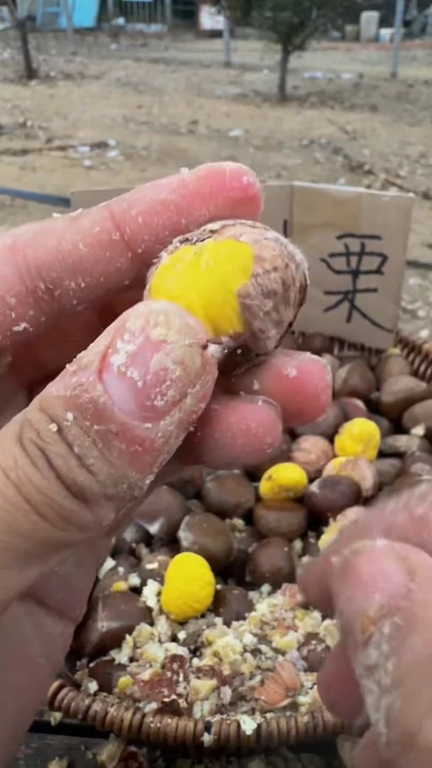 中国大陆泰山油栗
