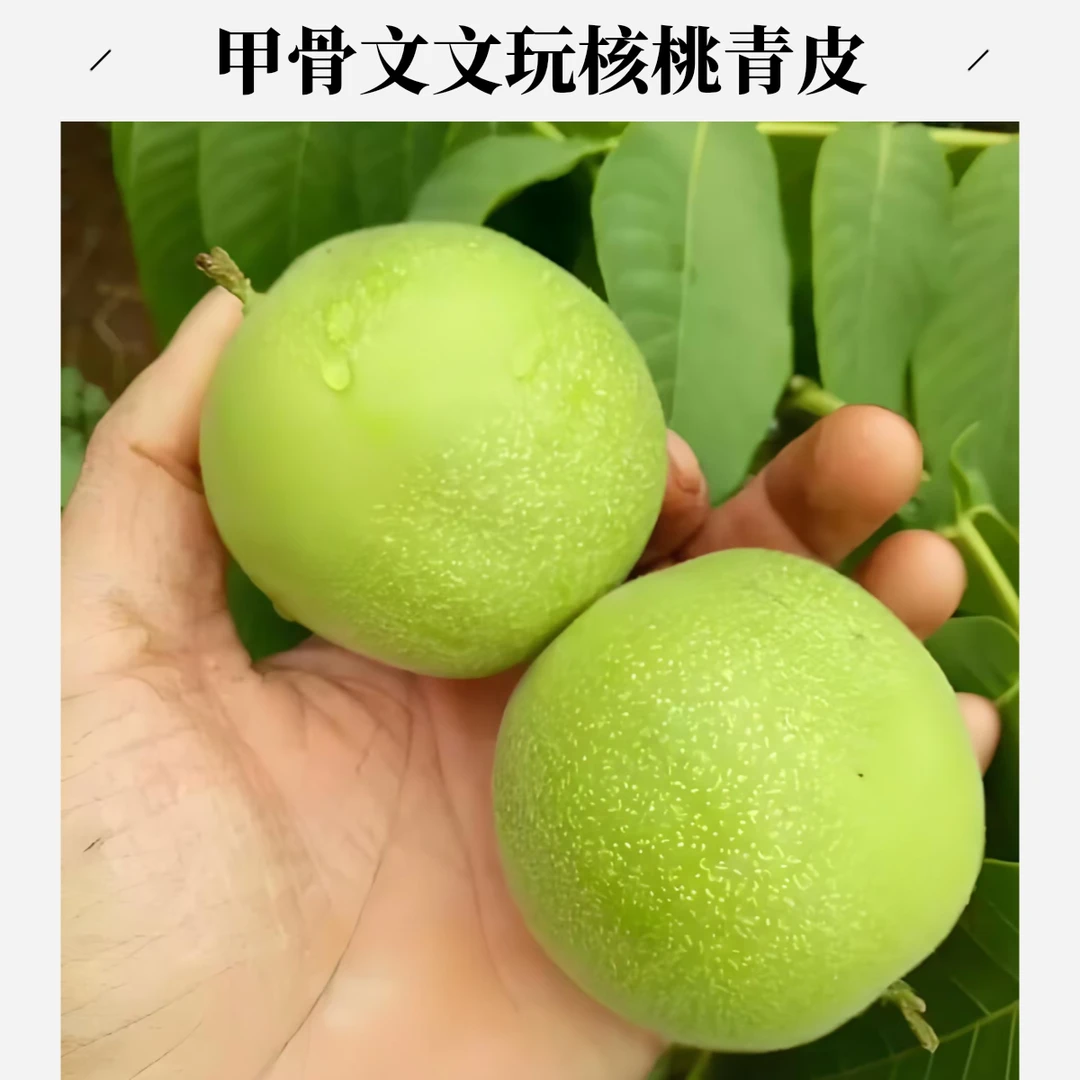 甲骨文青皮一对，看好下单，不退不换