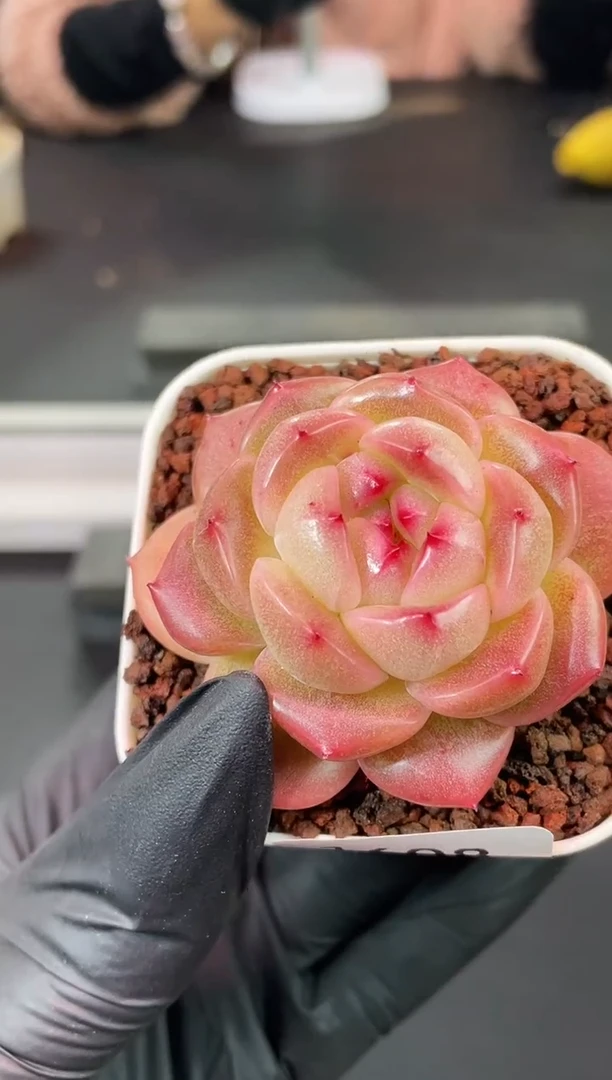 闪购1608 珠颜玉润多肉一颗 4.5厘米