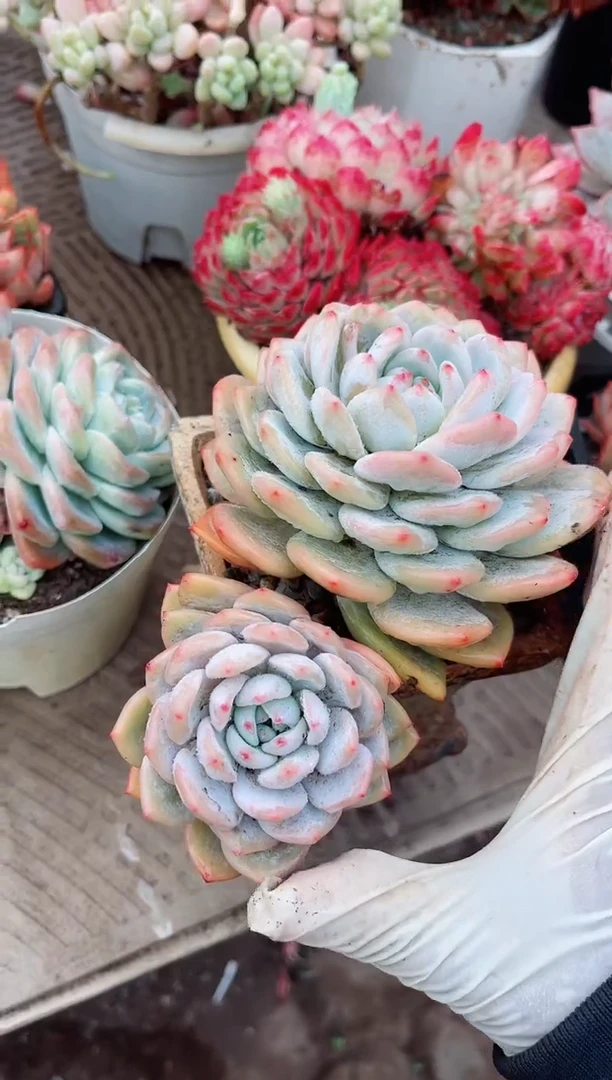 【闪购商品】24127