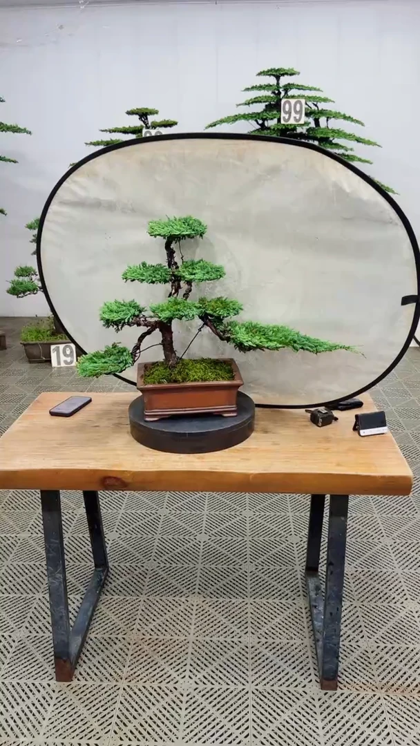 无花朵造型盆景一物一拍