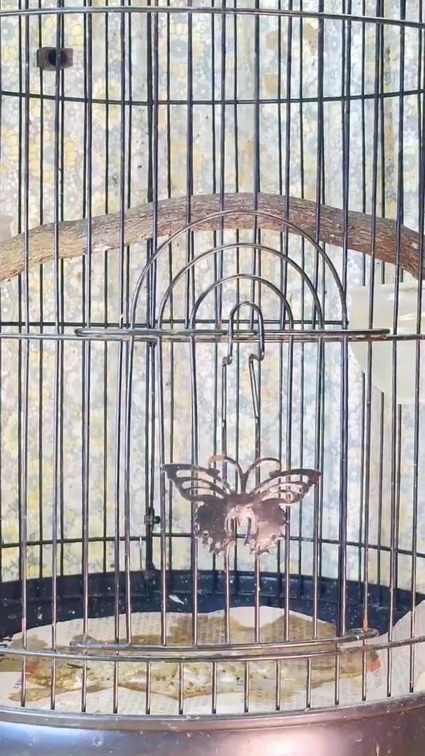 26号橙腹老毛养笼0元起拍