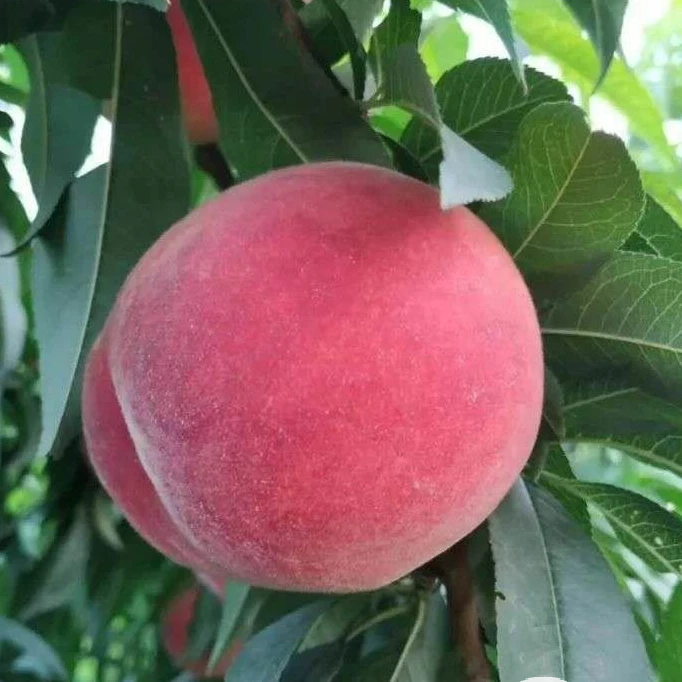 山东秋蜜水蜜桃【顺丰快递】