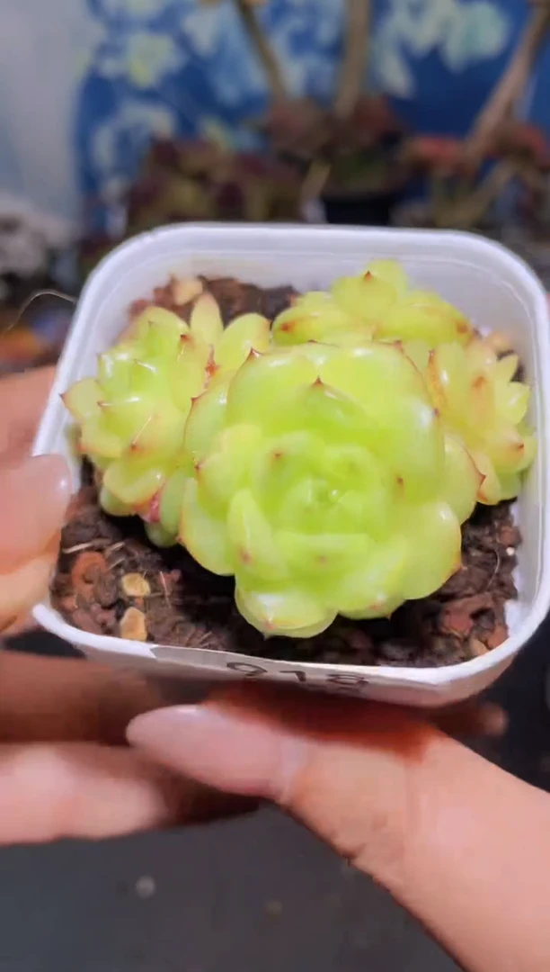 【闪购商品】918灯泡群生