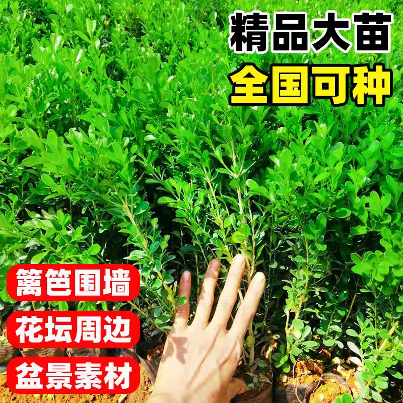 黄杨苗树苗黄杨球小叶黄杨瓜子黄杨小苗四季常青耐阴常绿庭院绿篱
