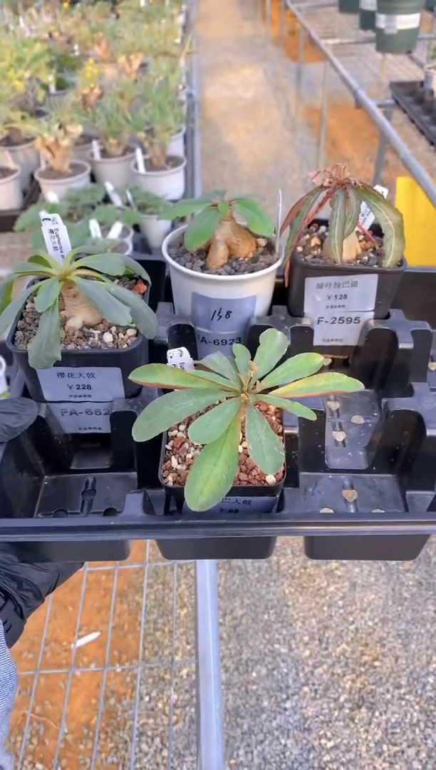 【闪购商品】樱花大戟+莫拉提+什巴大戟+绿叶拉芭提