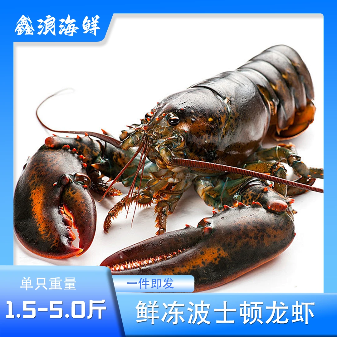 鲜活速冻【波士顿龙虾】肉质紧实饱满鲜甜可口营养丰富顺丰冷链包邮