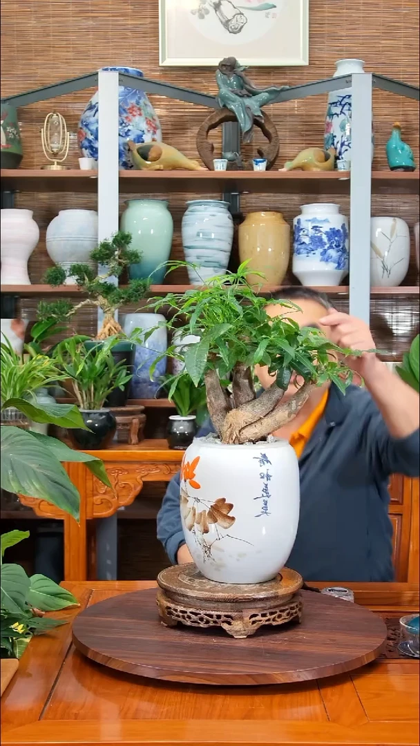 无花朵水之韵水培千年健