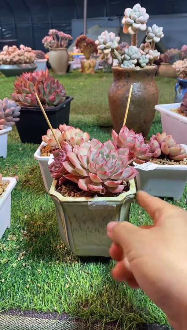 【闪购商品】0635a