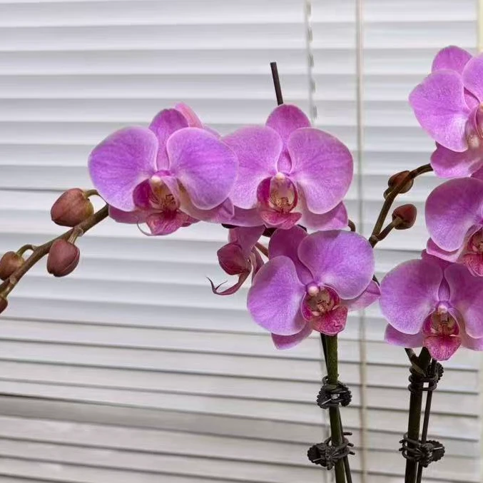 蝴蝶兰【梦蝶】单花剑  花色鲜艳 广州基地直发