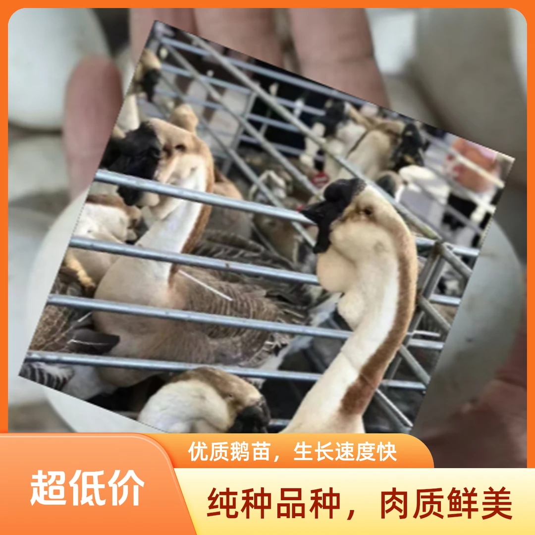 （一斤左右）特大种狮头鹅蛋顺丰包邮到家