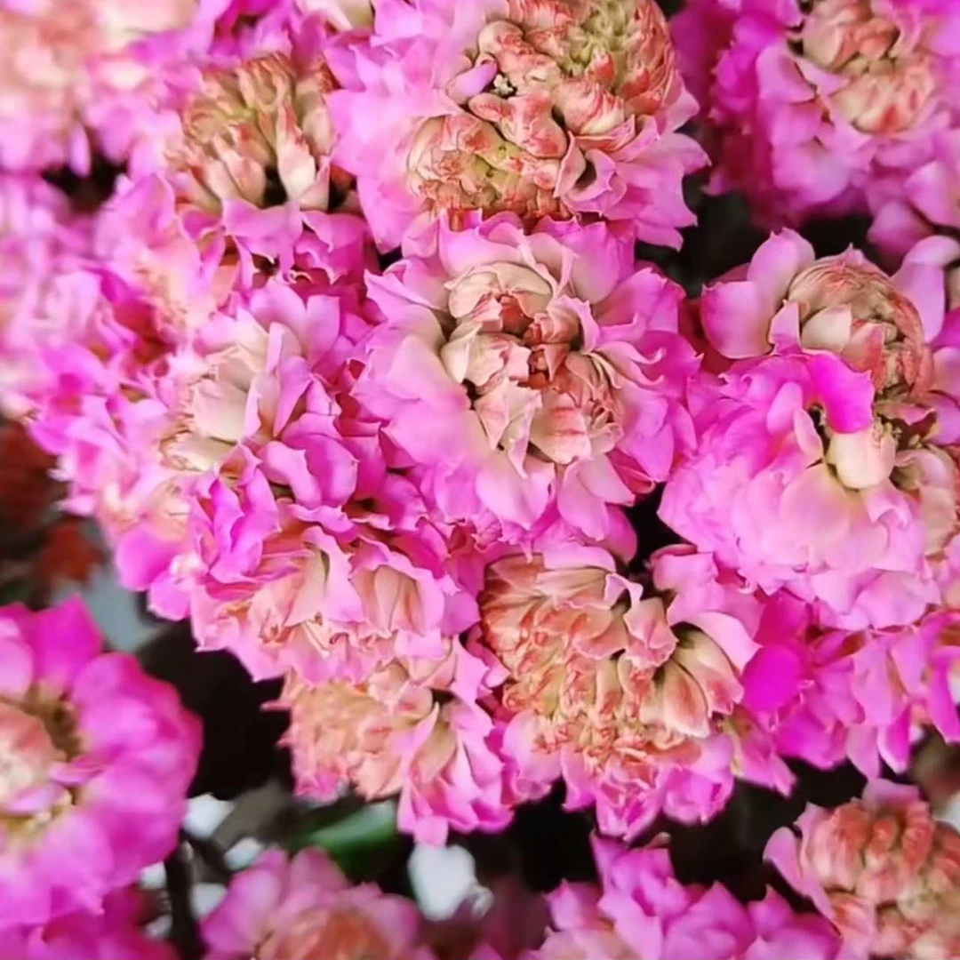 《魔法》130盆长寿花