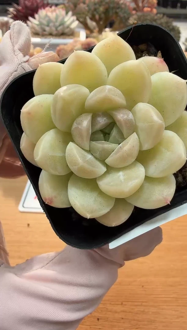 东云多肉园二店-19