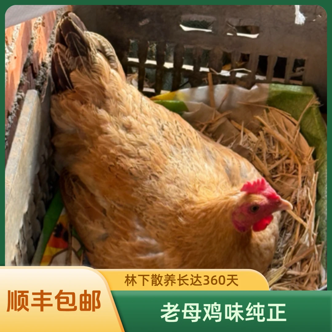 【农村散养土鸡】林下散养土母鸡纯粮喂养 360 天五爪老母鸡