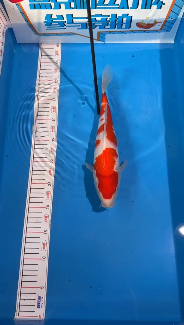 锦鲤山****司16号锦鲤红白 鱼 闪购