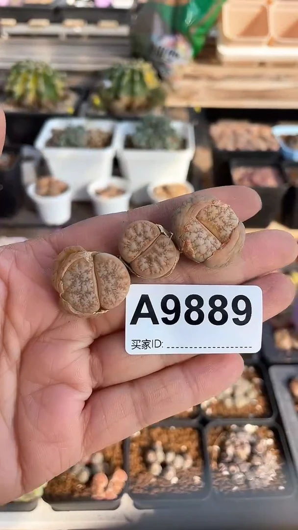 【闪购商品】9889直播一物一拍