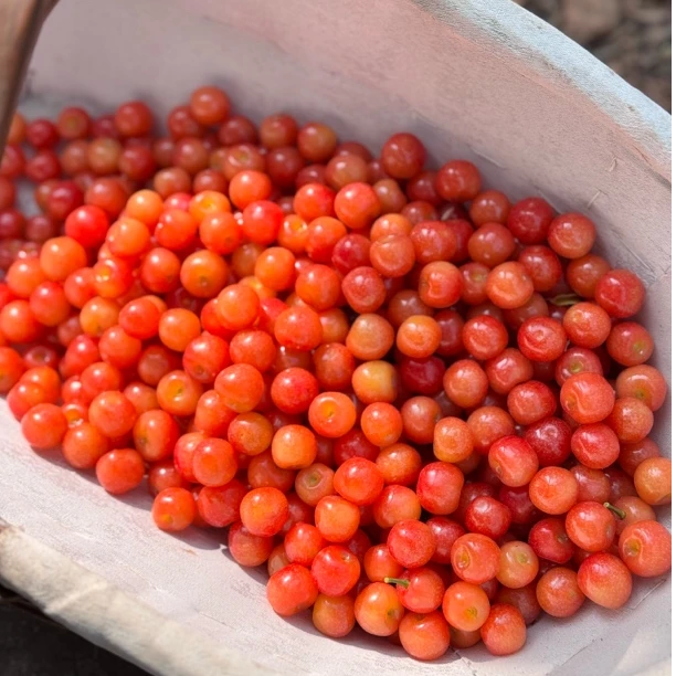 四川小樱桃冕宁樱桃恩桃儿孕妈水果酸甜多汁顺丰冷链包邮光果发货