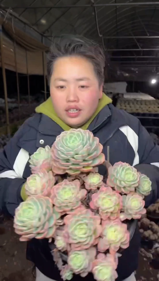 【闪购商品】155-超大哈密瓜带盆土19.99