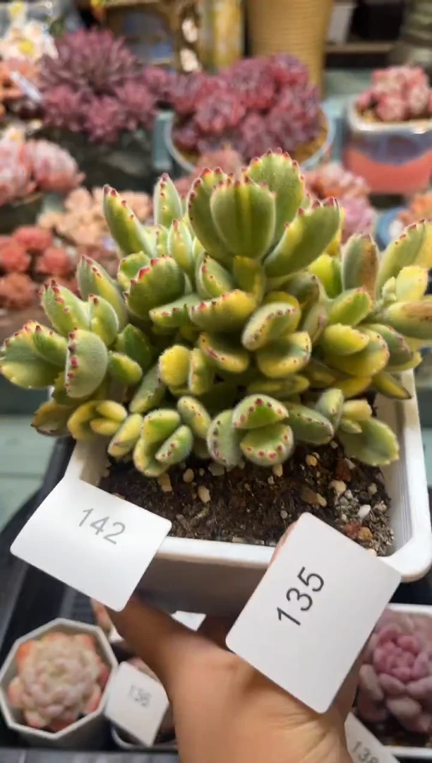 桔*142群生白熊多肉