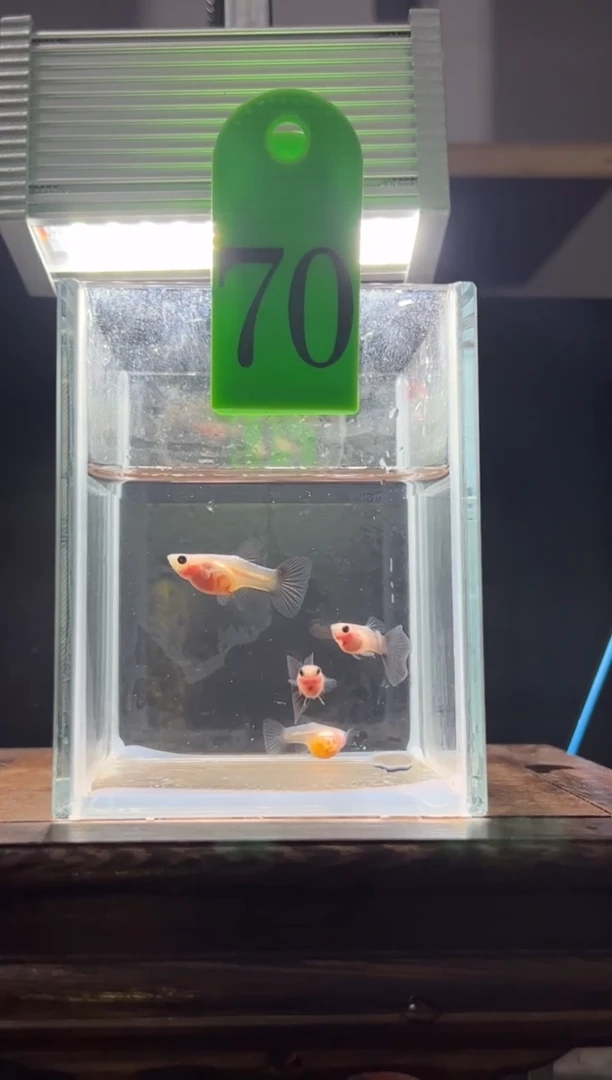 孔雀鱼超透编号70