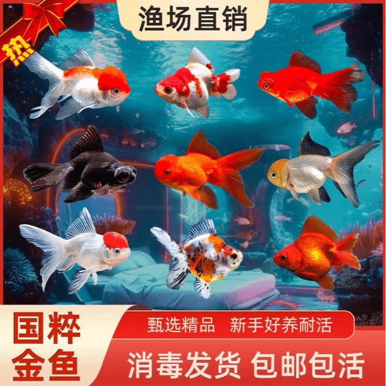 【合集】精品金鱼源头直销国狮泰狮鎏金鸿头等好养观赏鱼新奇宠物