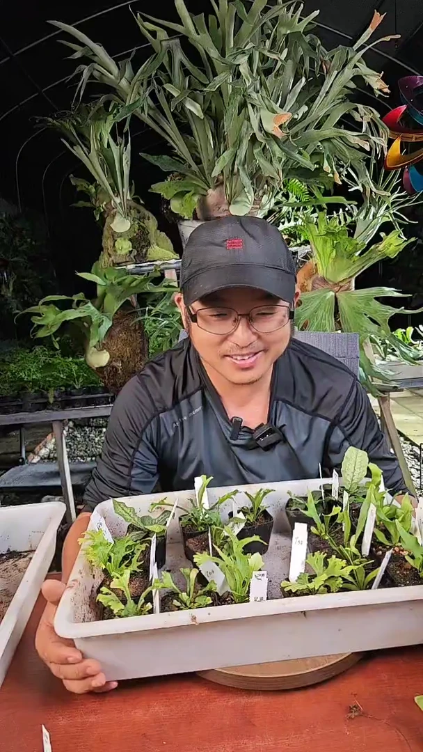 鹿角蕨 小苗   盲盒