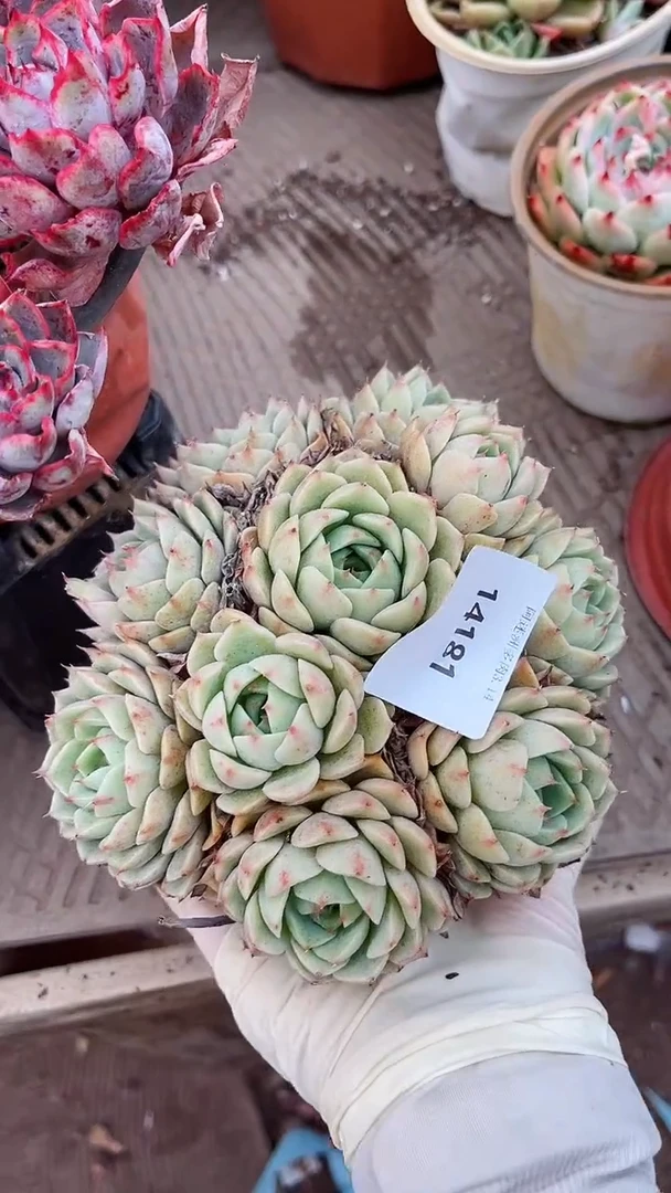 【闪购商品】14181