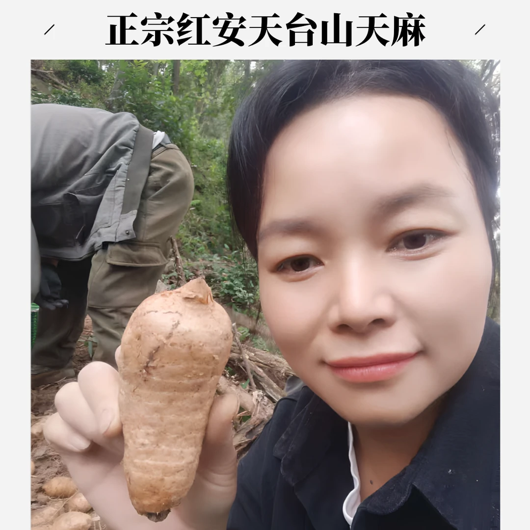 正宗红安天台山天麻半斤1斤干货可用于煲汤的优质食材