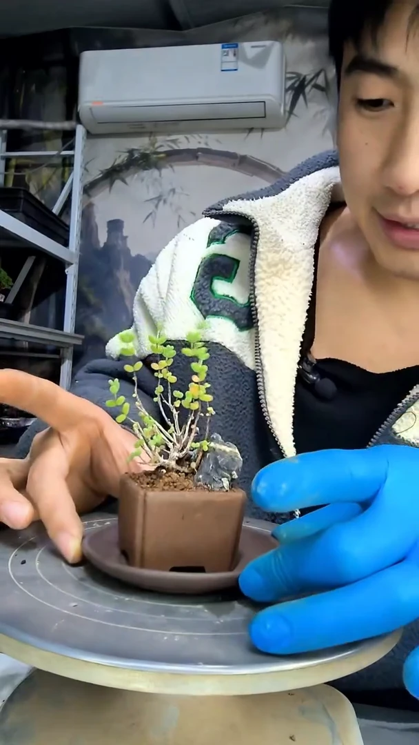 诺*中青园艺一物一拍花252