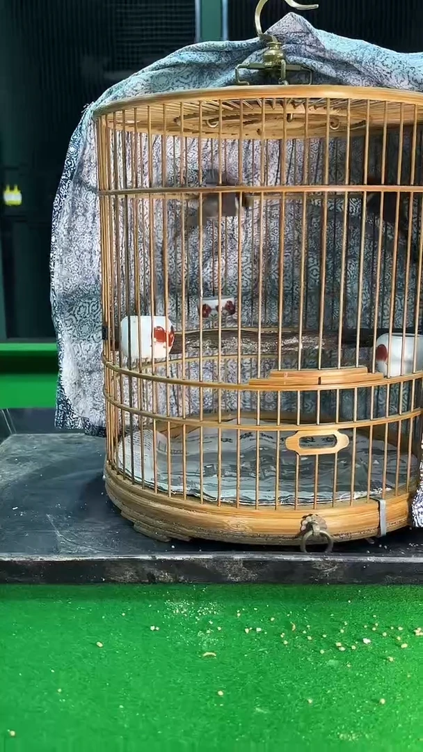 23号小熊猫一对养笼0元起拍