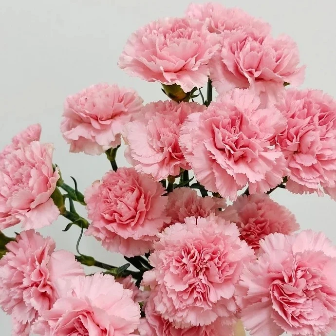 【粉色单头康乃馨】 18+2枝防损云南顺丰直发