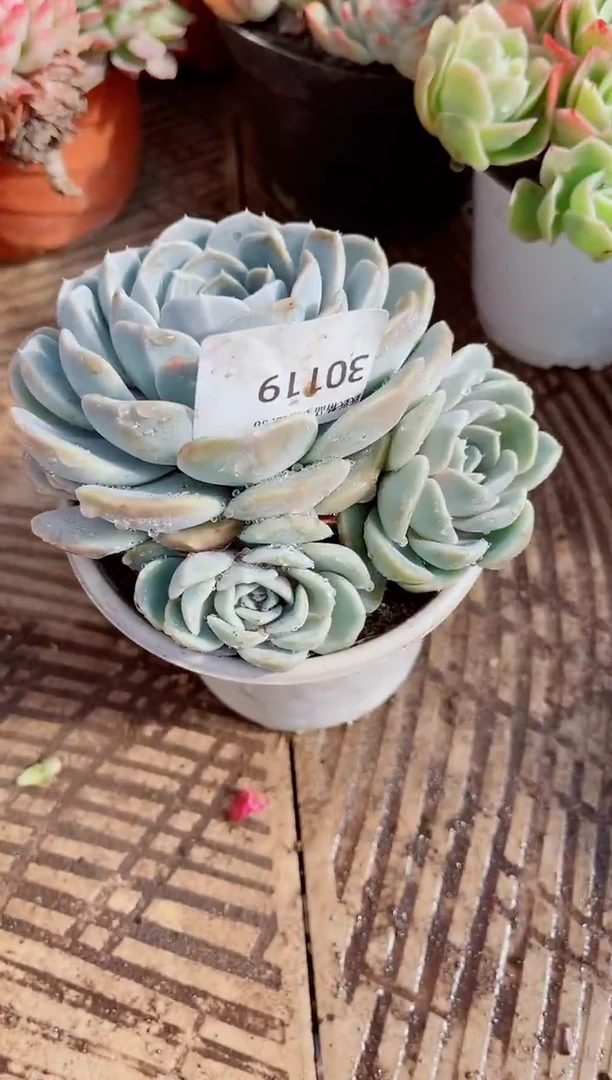 治**活跃跃精品多肉30119