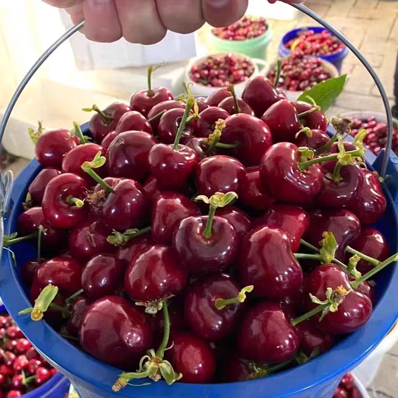 E【顺丰次日达】大连头茬陆地美早大樱桃J大果 果王 现摘3斤装箱珍珠棉纸箱包装净重2.5斤（坏果包赔）美早樱桃