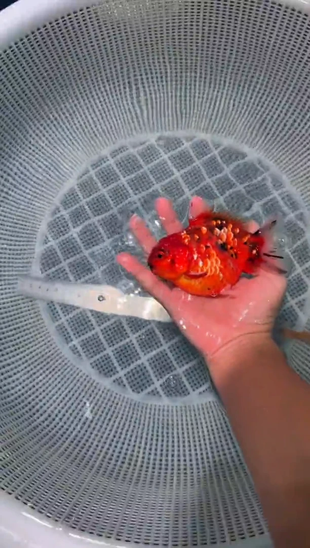 狮头鱼短将军狮一条