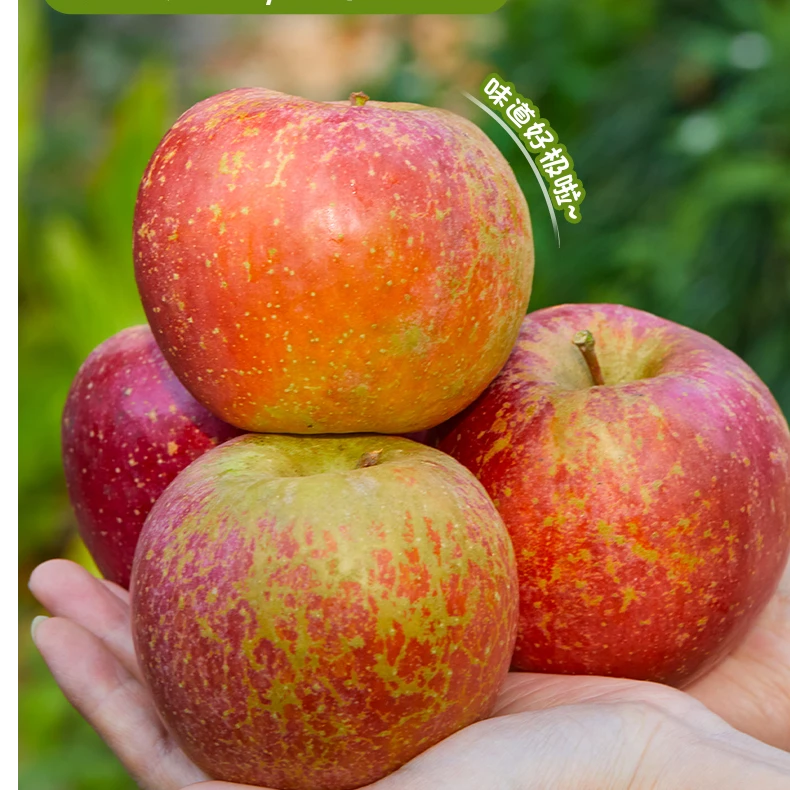 昭通红富士冰糖心丑苹果脆甜多汁果园直发树上鲜果2/3、5/10斤包邮
