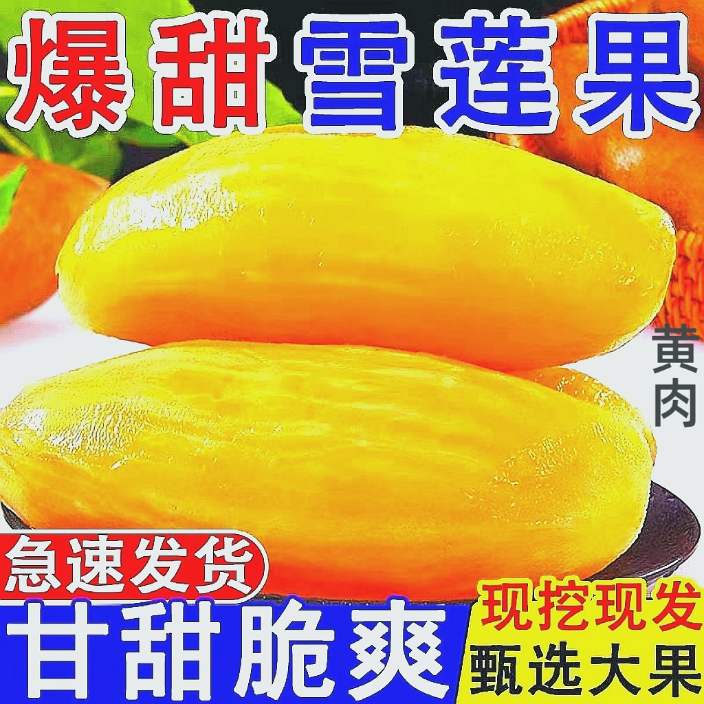 2025年新果精品特级云南天山黄心雪莲果新鲜水果脆甜多汁9斤包邮