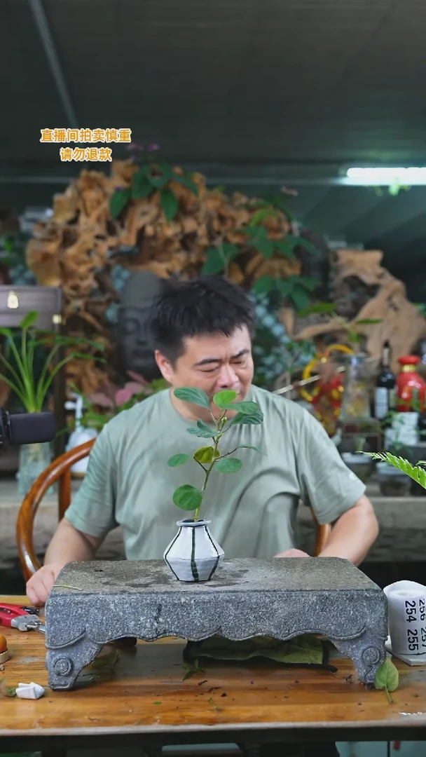 当前无花栽培后可以开花254小盼菩提T