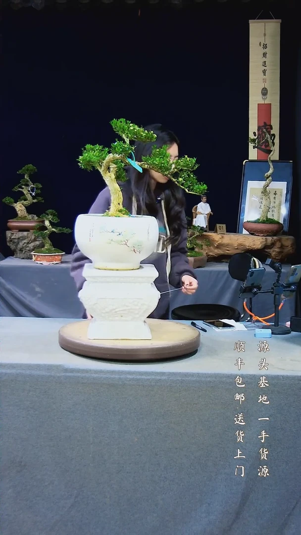 【闪购商品】黄杨盆景黄杨盆景