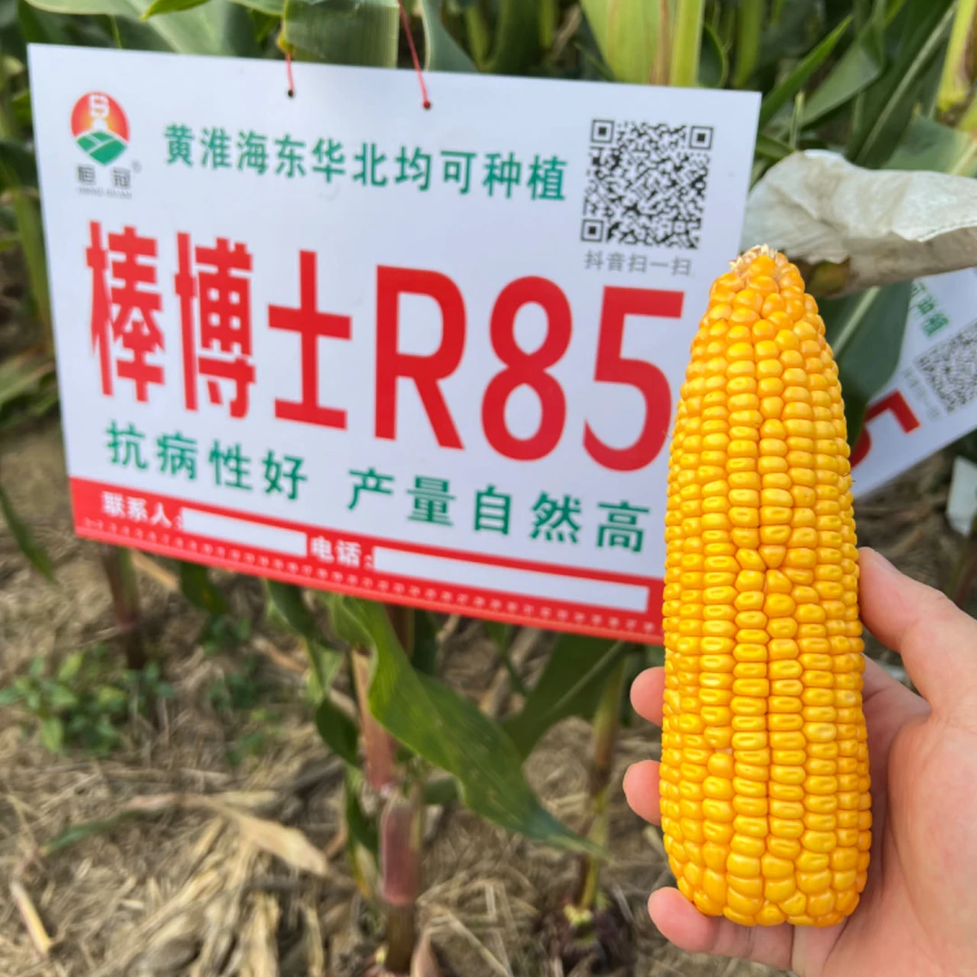 棒博士R85长马齿红轴大棒抗病抗倒高产玉米种河南山东安徽好管理