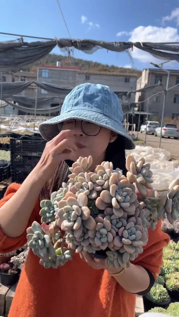 【闪购商品】11-红洛神9.99