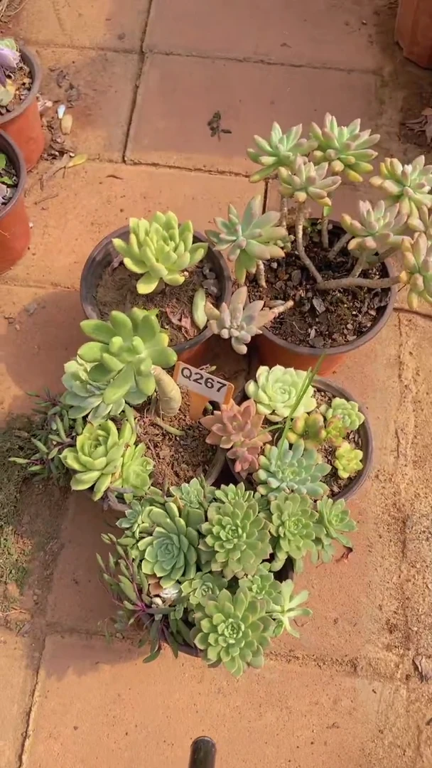 Q267多肉组合默认脱土发货