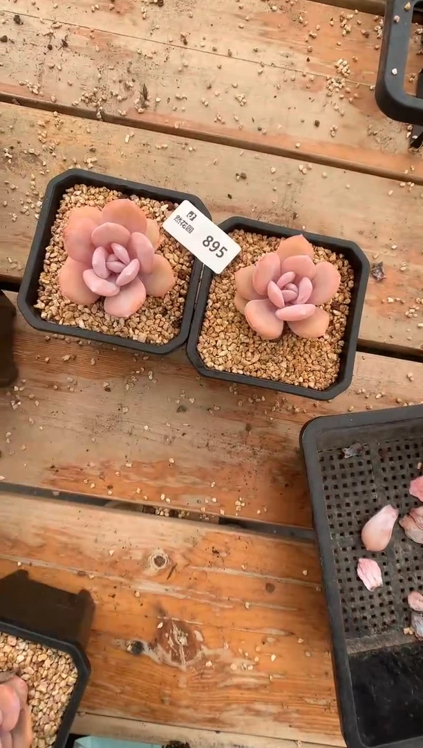 859两个奶茶一物一拍