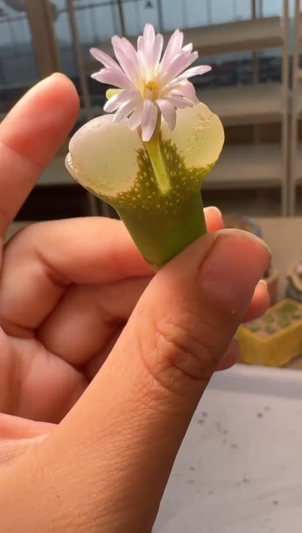 28-234多肉植物肉锥蘑菇头